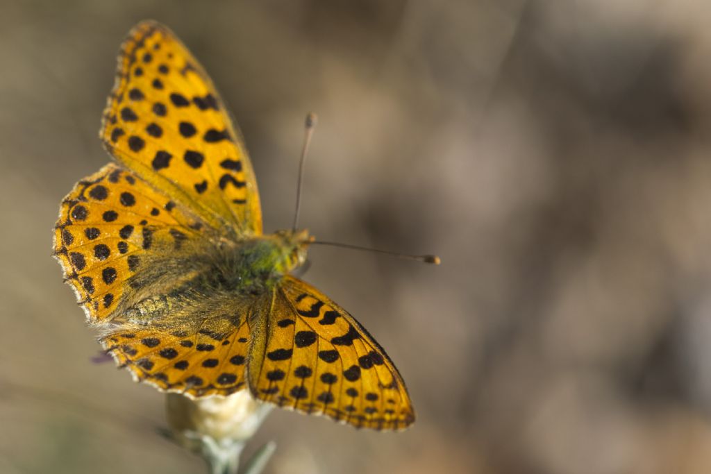 Numphalidae: Issoria lathonia?  S